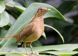 Clay-colored Thrush