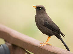 Sooty Thrush