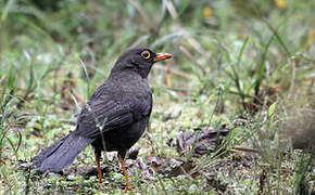 Great Thrush