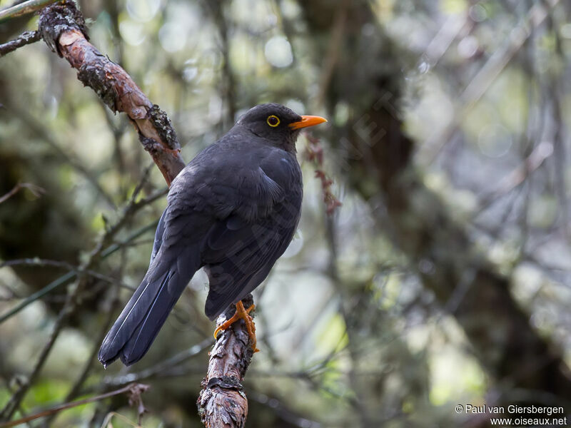 Great Thrush