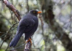 Great Thrush