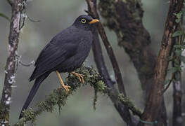 Great Thrush