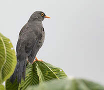 Great Thrush