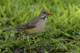 Kurrichane Thrush