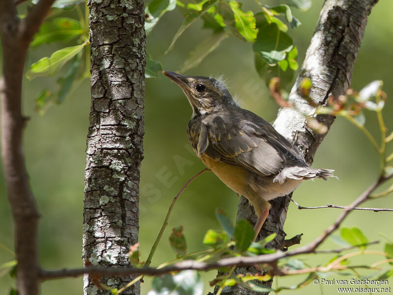 Kurrichane Thrush