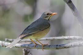 Kurrichane Thrush