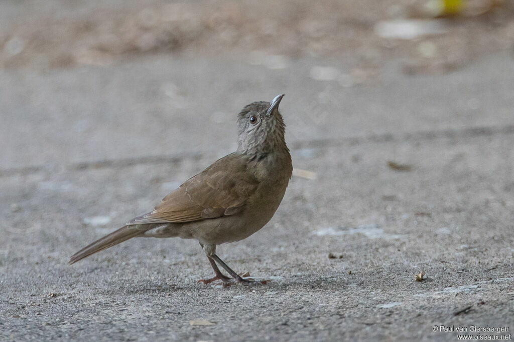 Pale-breasted Thrush