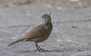 Pale-breasted Thrush