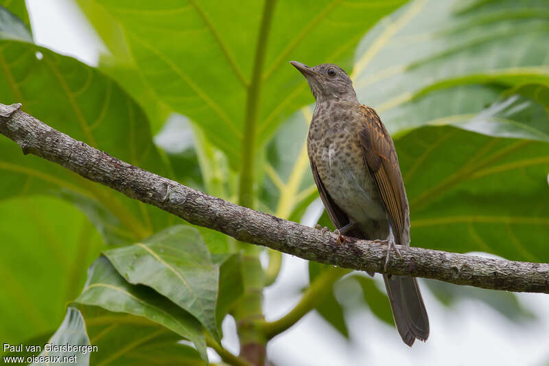 Pale-breasted Thrushjuvenile