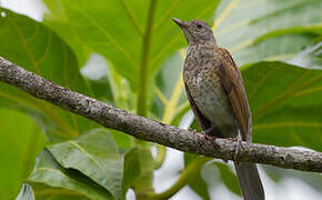 Pale-breasted Thrush