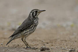 Groundscraper Thrush