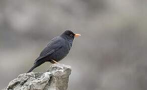 Glossy-black Thrush