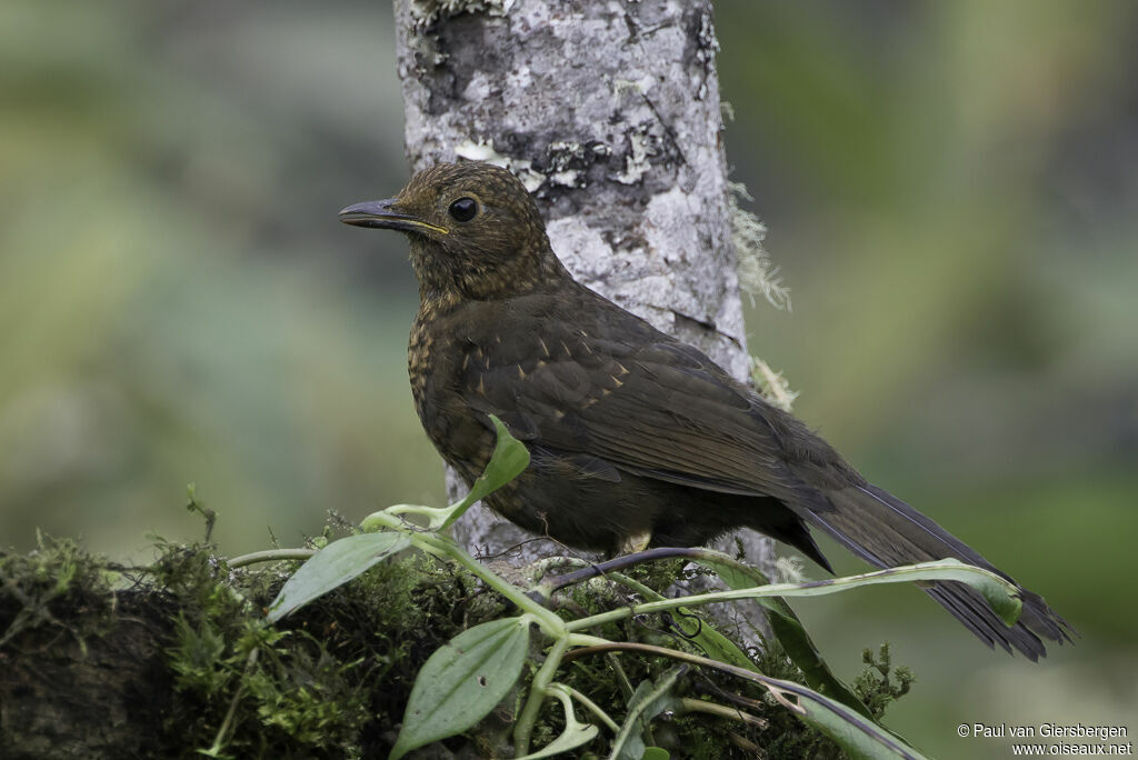 Merle lustréimmature