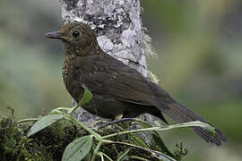 Glossy-black Thrush