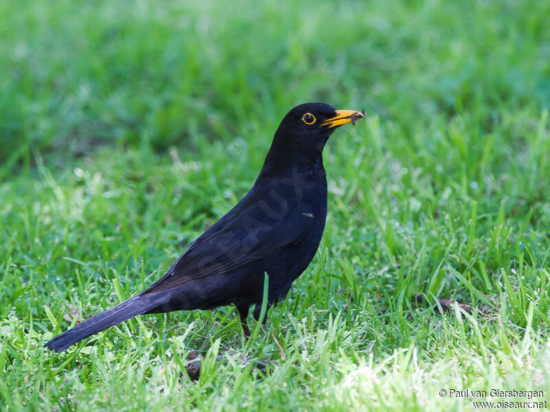 Common Blackbird