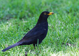 Common Blackbird