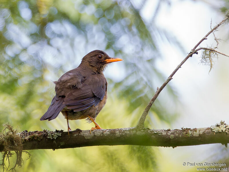 Olive Thrush