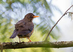 Olive Thrush