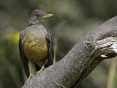 Olive Thrush