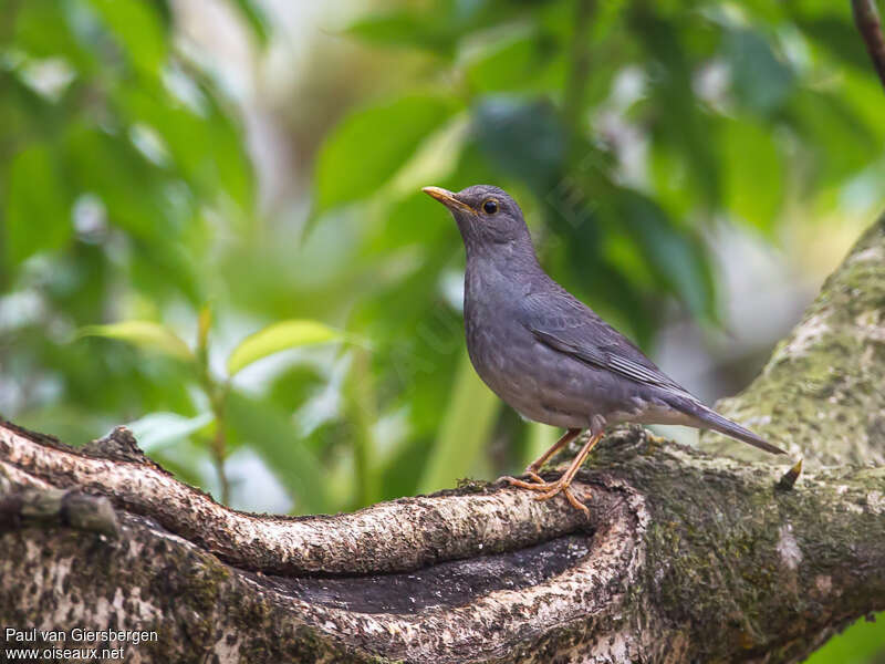 Tickell's Thrush male adult breeding, identification