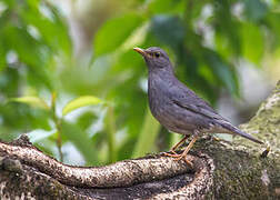 Tickell's Thrush