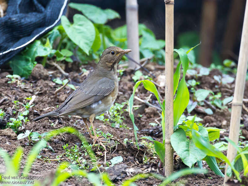 Tickell's Thrush female adult breeding, identification