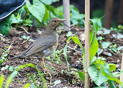 Tickell's Thrush