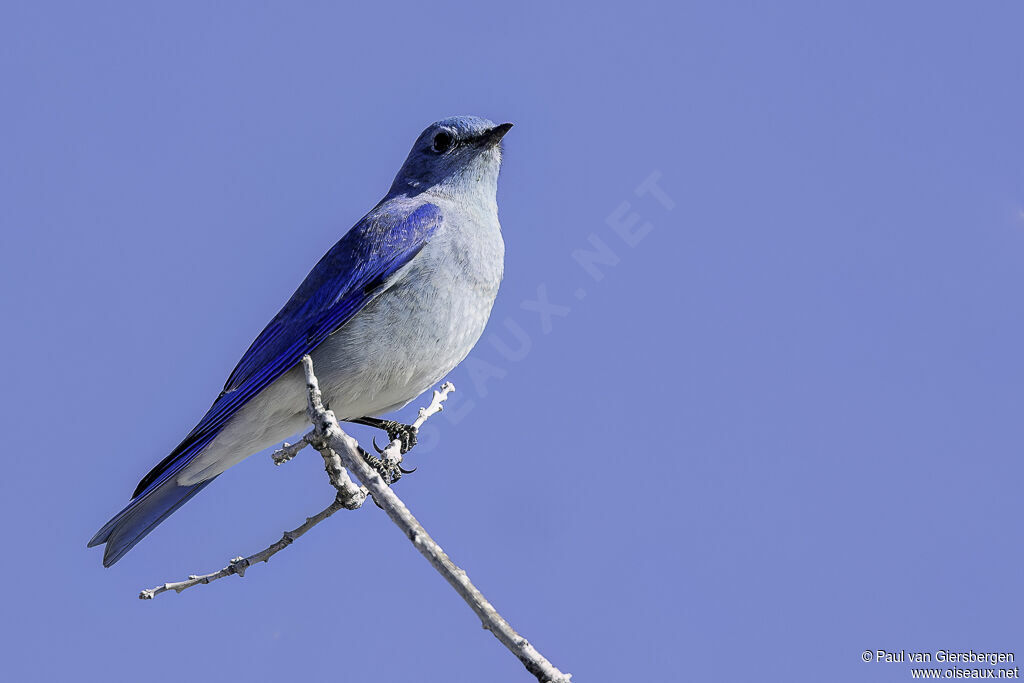 Mountain Bluebirdadult