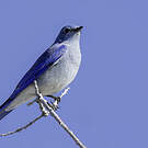 Merlebleu azuré