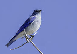 Mountain Bluebird