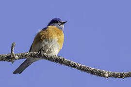 Western Bluebird