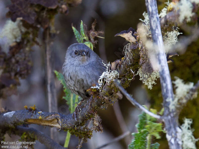 Ancash Tapaculoadult, close-up portrait