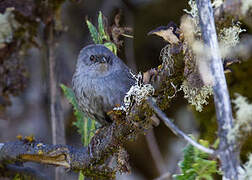 Ancash Tapaculo