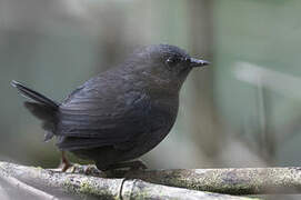 Tschudi's Tapaculo