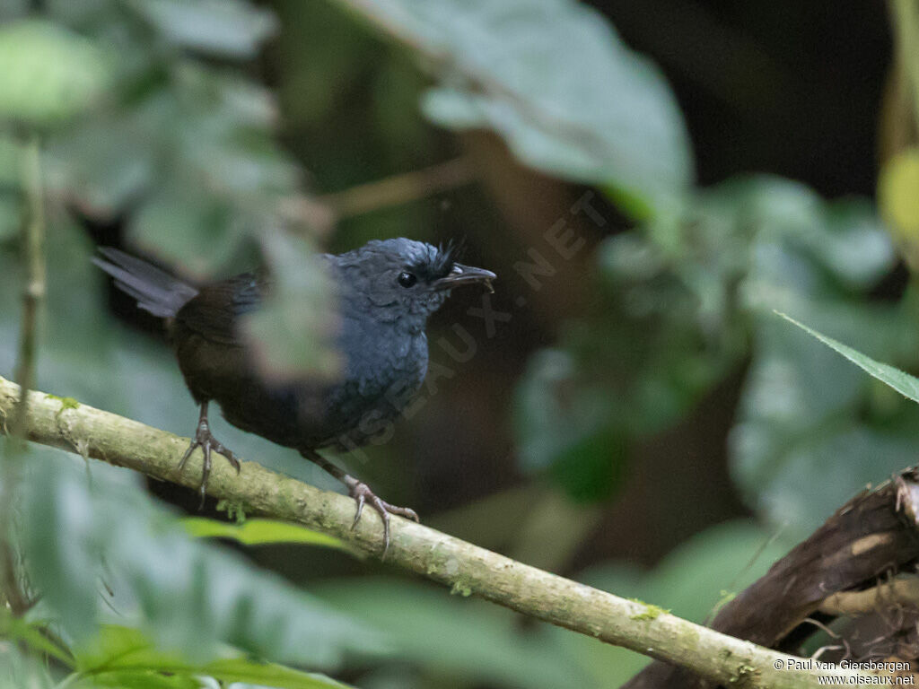 Slaty Bristlefront