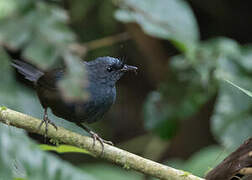 Slaty Bristlefront