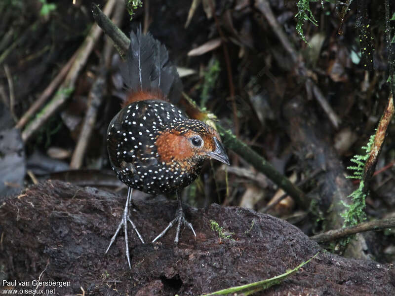 Ocellated Tapaculoadult, close-up portrait