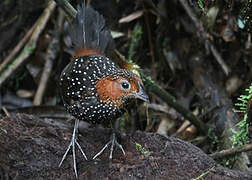 Ocellated Tapaculo