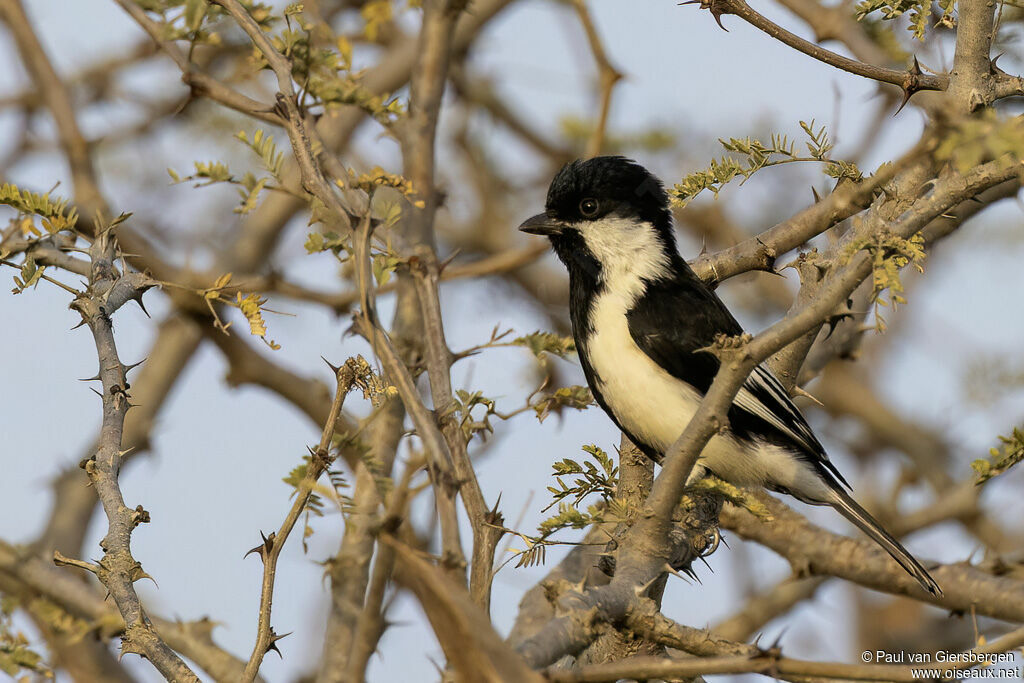 White-naped Tit
