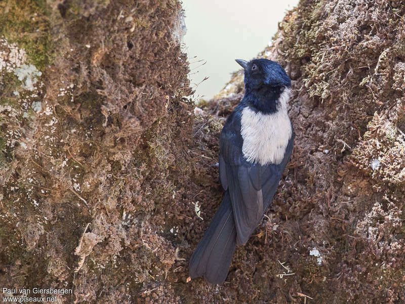 Mésange à dos blancadulte, habitat, pigmentation, pêche/chasse