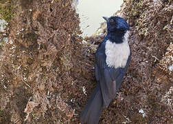 White-backed Black Tit