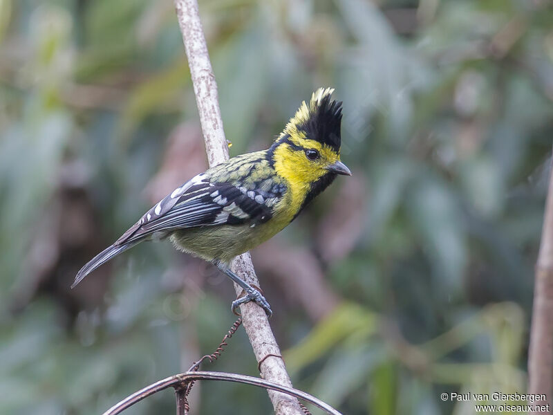 Mésange à dos tachetéadulte