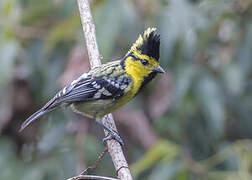 Yellow-cheeked Tit