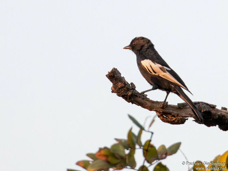 White-winged Black Tit