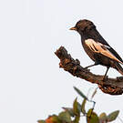 Mésange à épaulettes