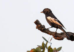 White-winged Black Tit