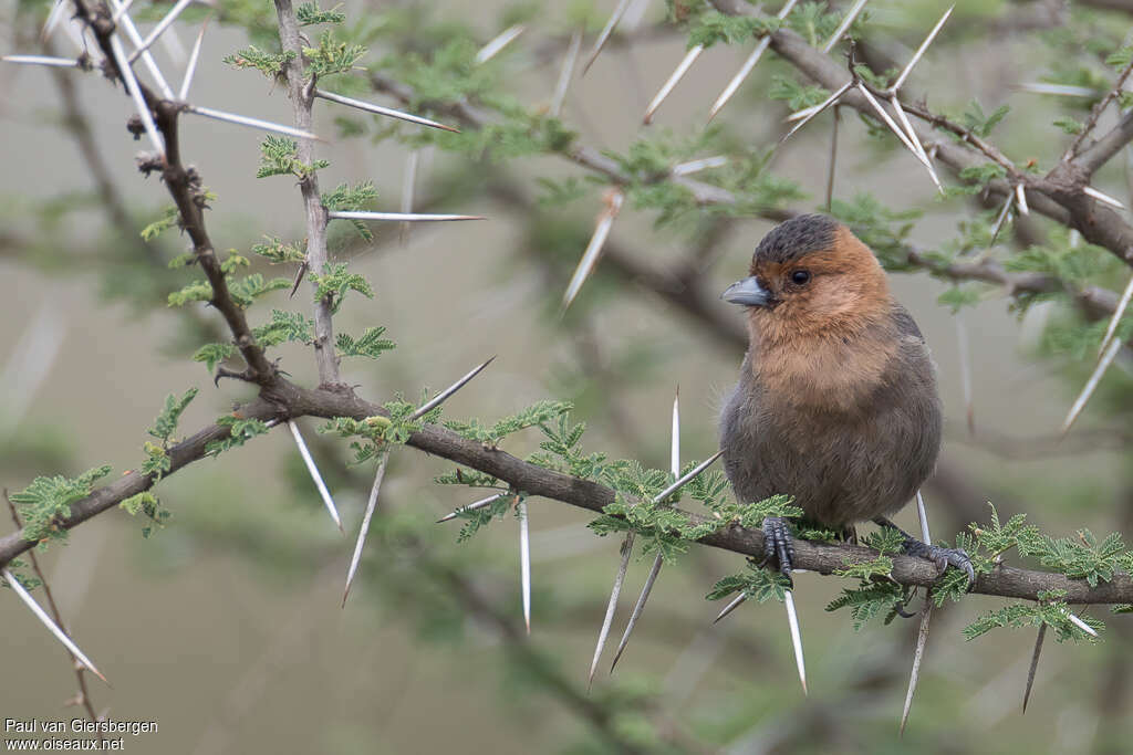 Red-throated Titadult, habitat