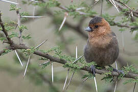 Red-throated Tit