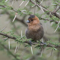 Mésange à gorge rousse