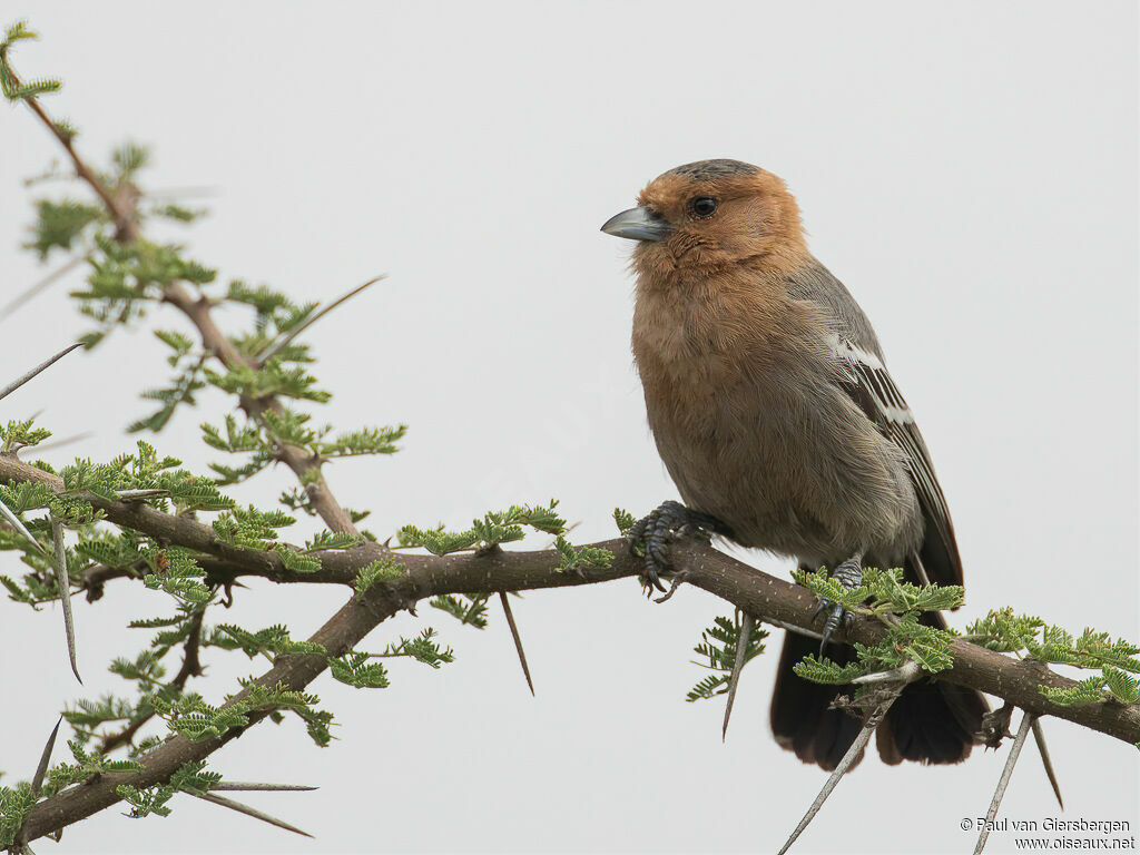 Red-throated Titadult